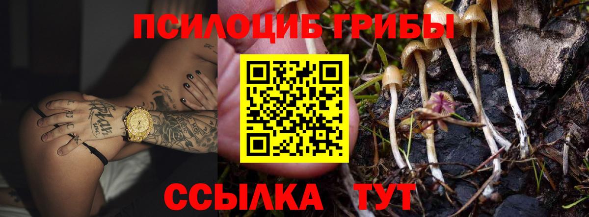Кунгур  Псилоцибиновые грибы Psilocybe  Вход с VPN  Псилоцибиновые грибы Cubensis 
